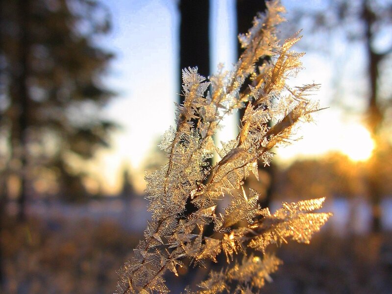 frost-covered plant at sunrise
