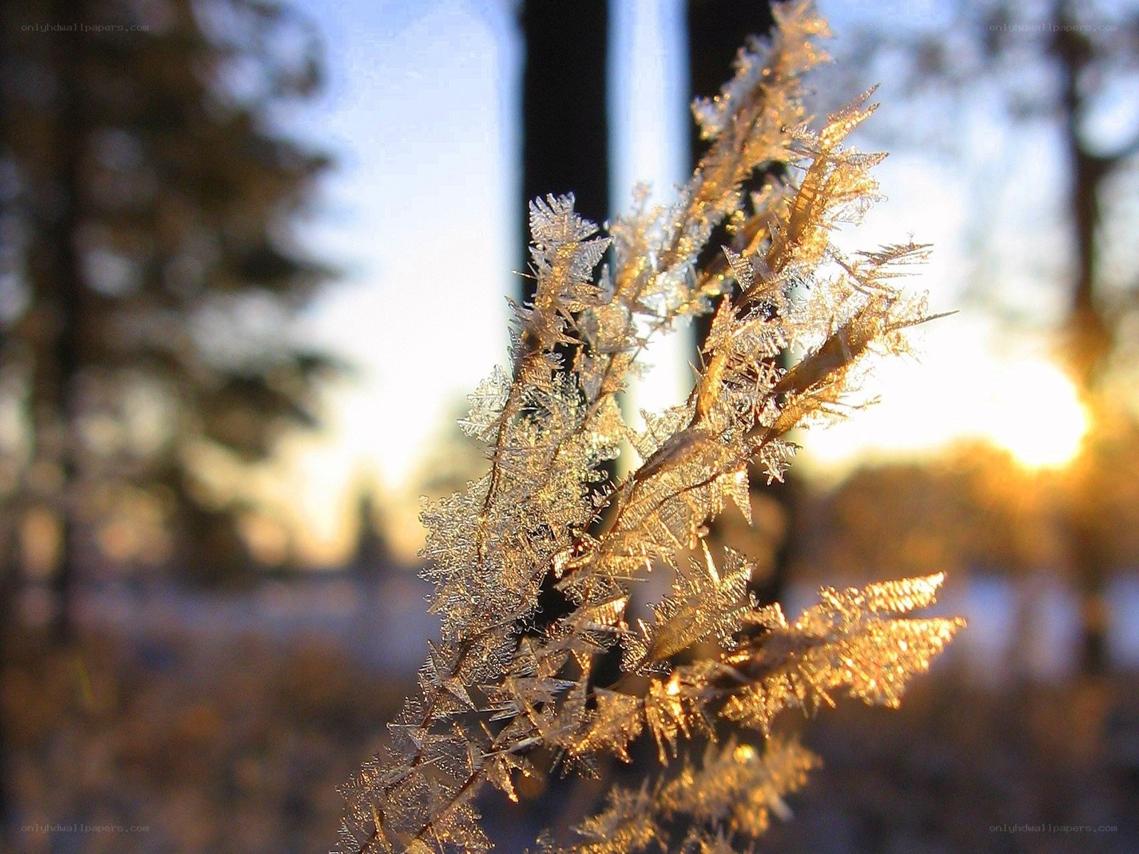 frost-covered plant at sunrise