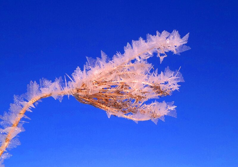 Frost-covered Plant — Blue, Cold