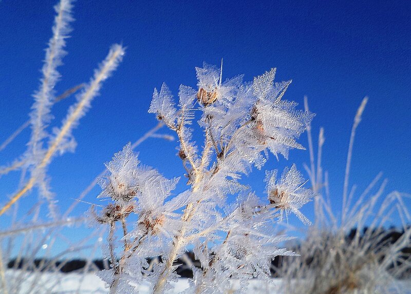 Frost-covered Plant — Blue, Cold, Winter, Photograph