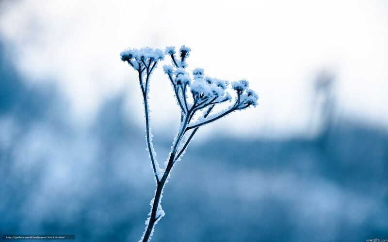 Frost-covered Plant — Blue, Cold, Winter