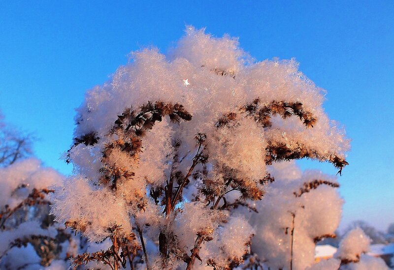 Frost-covered Plant — Blue, Serene