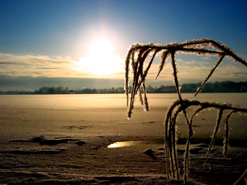 Frost-covered Plant — Blue, Serene, Winter, Photograph