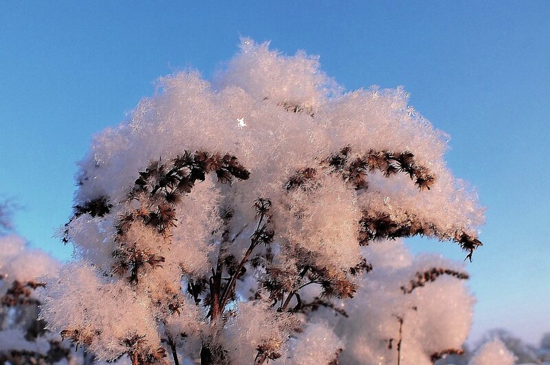 Frost-covered Plant — Blue, Serene, Winter