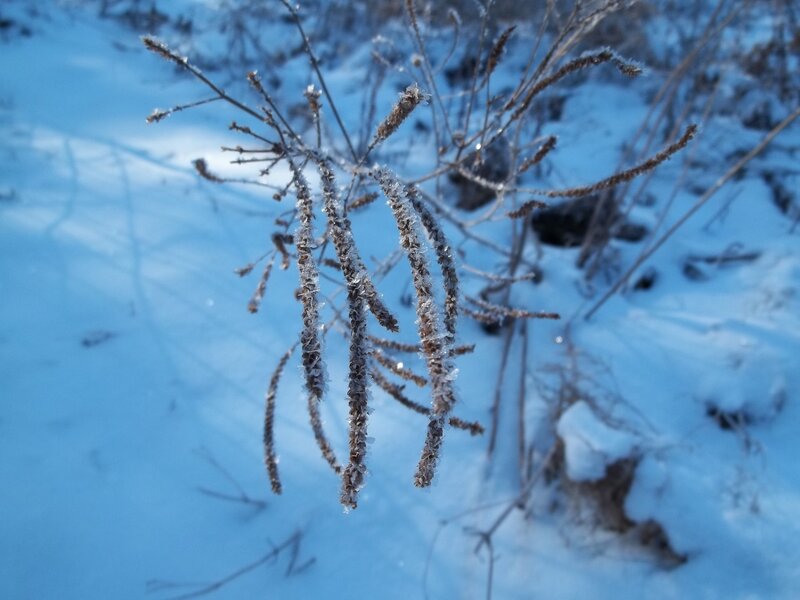 Frost-covered Plant — Blue