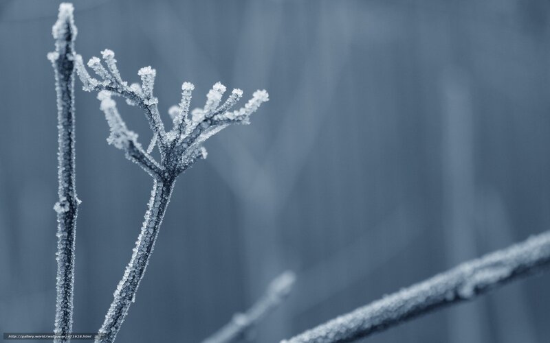 Frost-covered Plant Branch — Blue