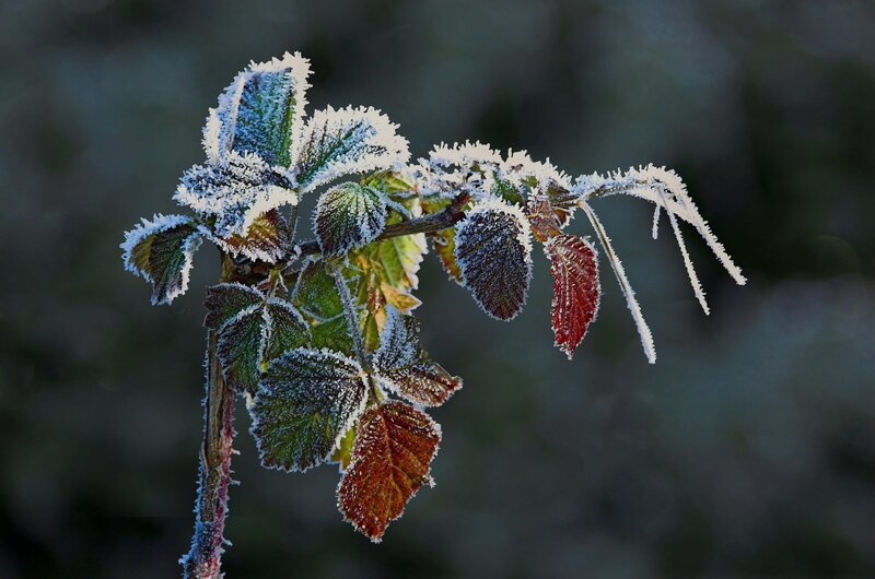 Frost-covered plant branch