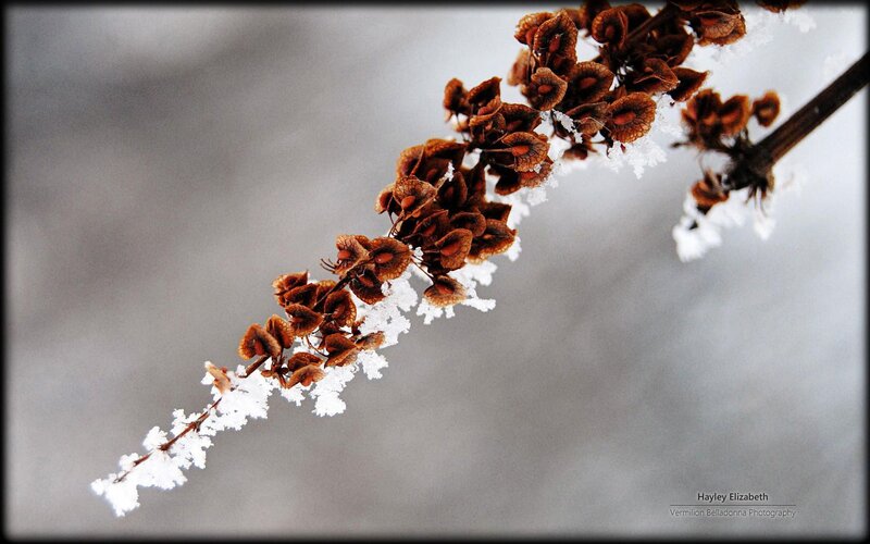 Frost-covered Plant Branch — White, Calm