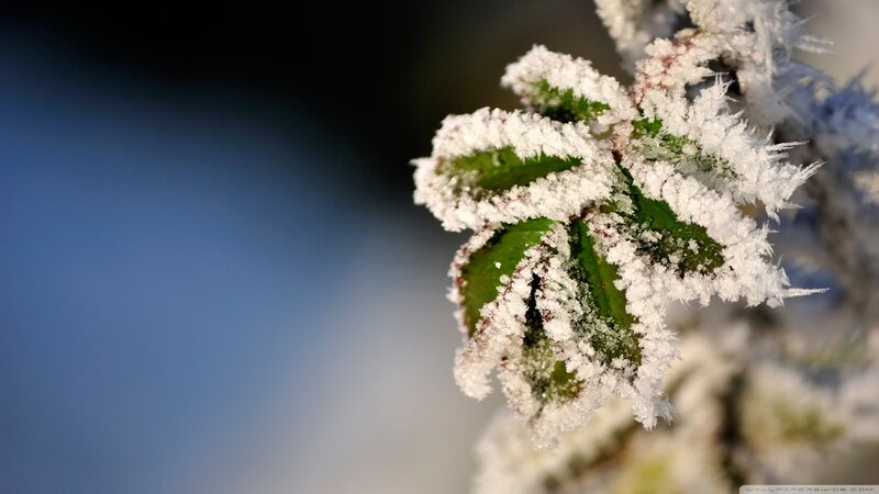 Frost-covered Plant Branch — White, Cold