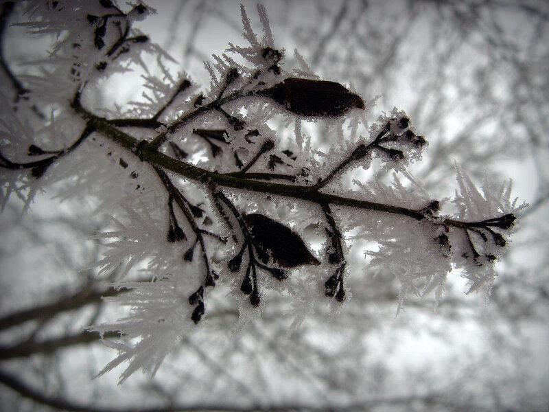 Frost-covered Plant Branch — White
