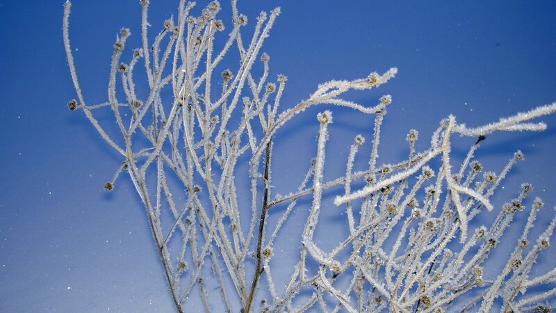 frost-covered plant branches