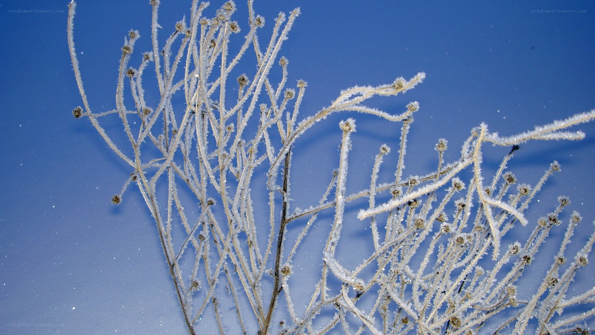 frost-covered plant branches