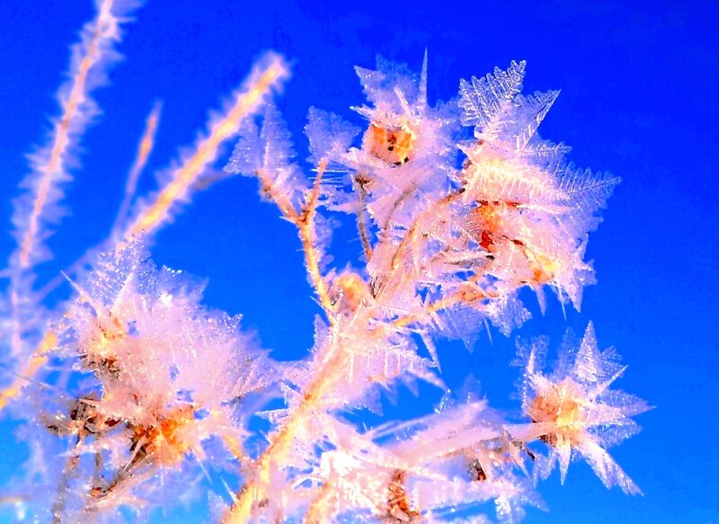 Frost-covered Plant Branches — Blue, Cold