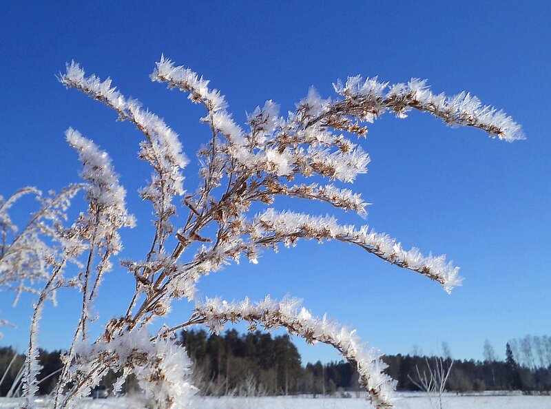 Frost-covered Plant Branches — Blue, Cold, Winter
