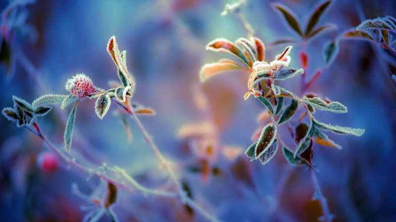Frost-covered Plant Branches — Blue, Serene