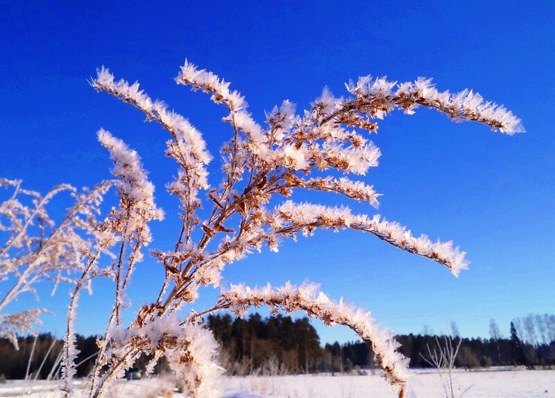 Frost-covered Plant Branches — Blue