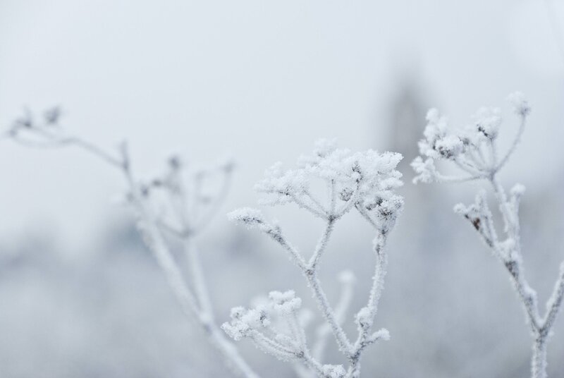 Frost-covered Plant Branches — White, Cold