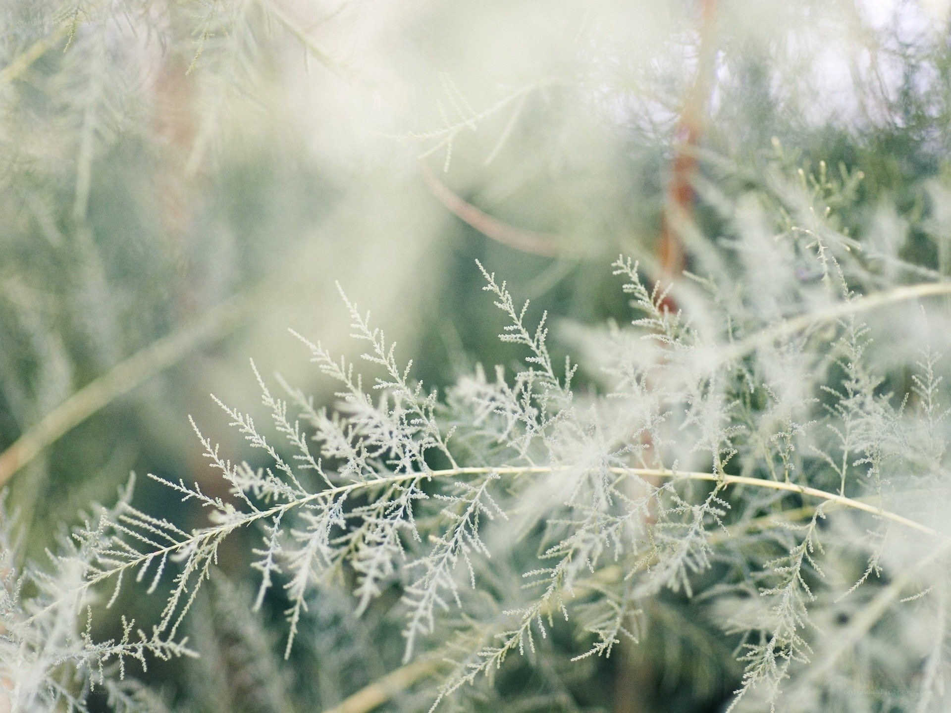 Frost-covered plant branches
