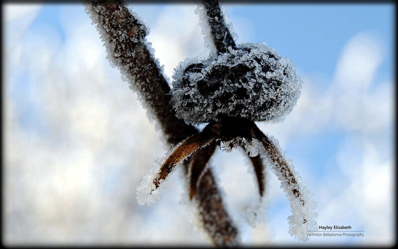 Frost-covered Plant Bud