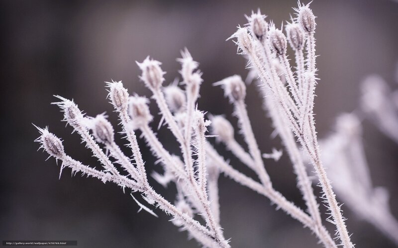 Frost-covered plant buds