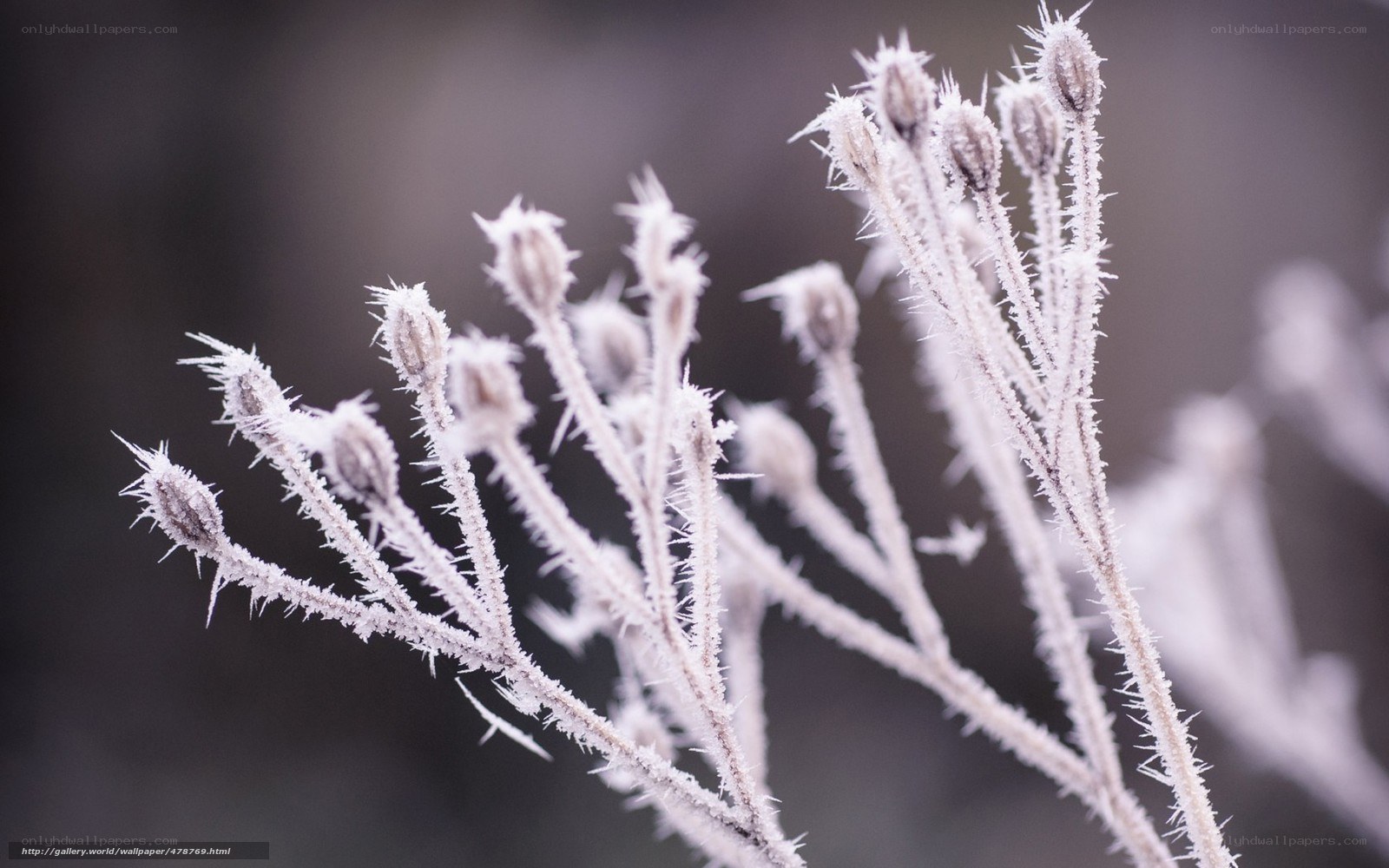 Frost-covered plant buds