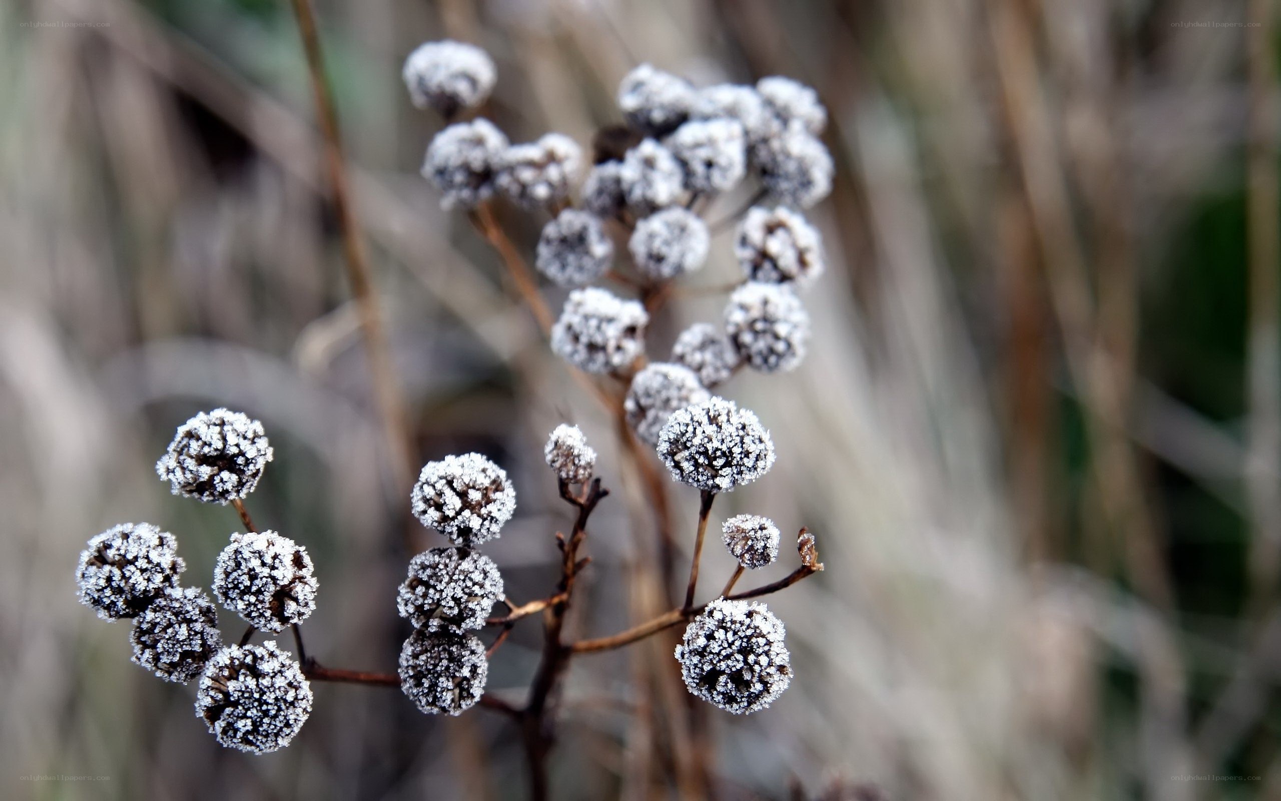 Frost-covered plant buds
