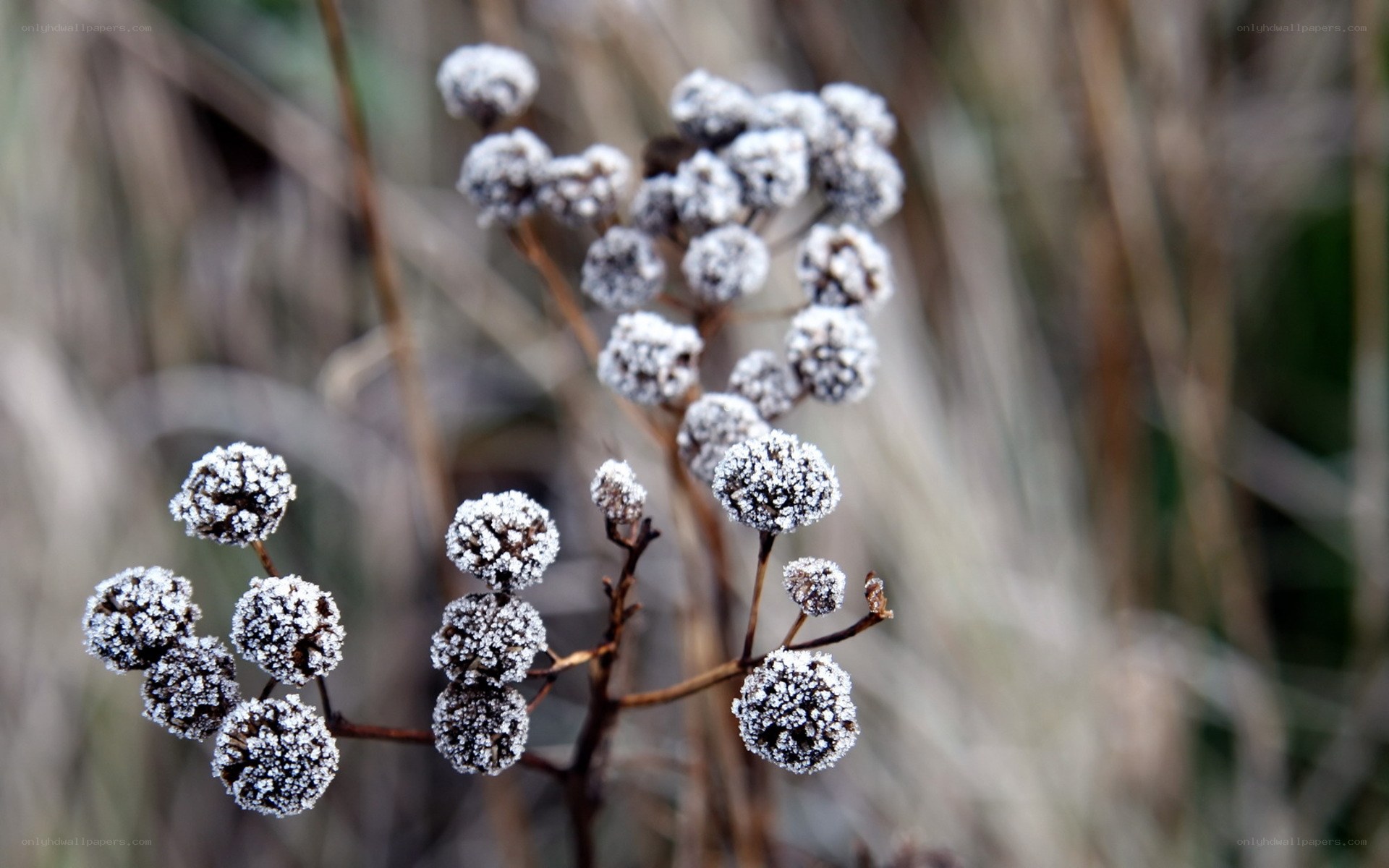 Frost-covered plant buds