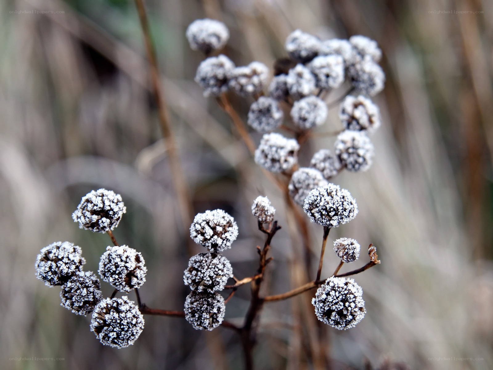 Frost-covered plant buds