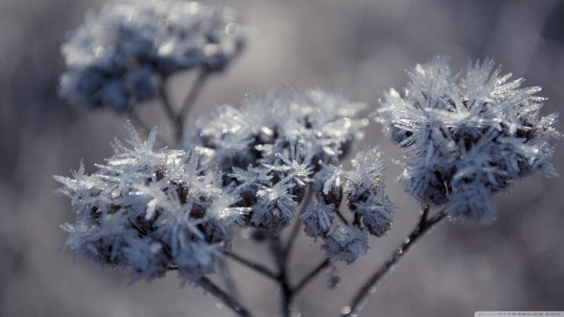 Frost-covered Plant Buds — White, Cold, Winter, Photograph