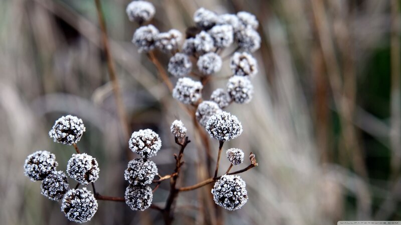 Frost-covered Plant Buds — White, Cold, Winter