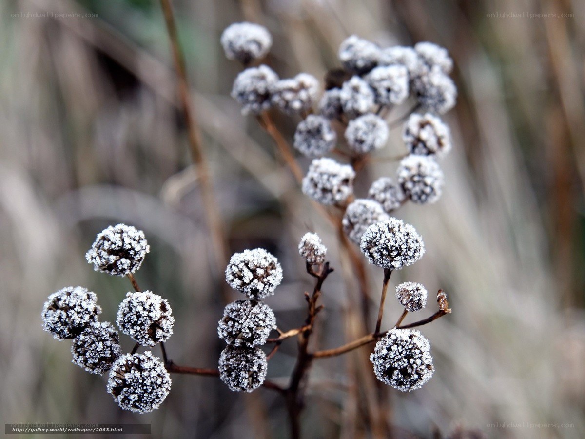Frost-covered plant buds