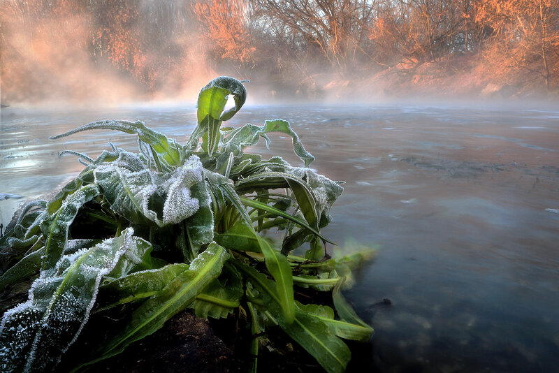 Frost-covered Plant by River