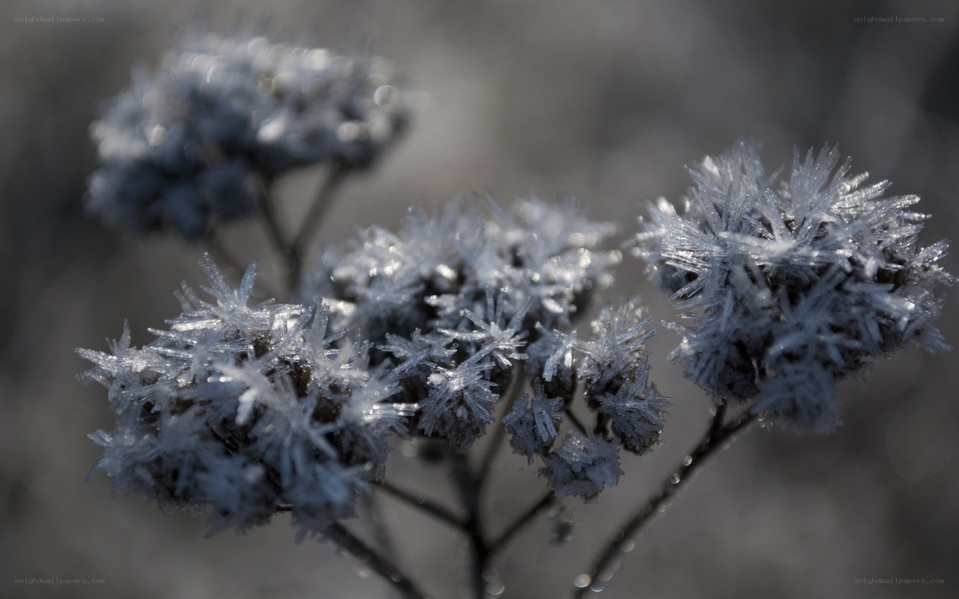 frost-covered plant close-up