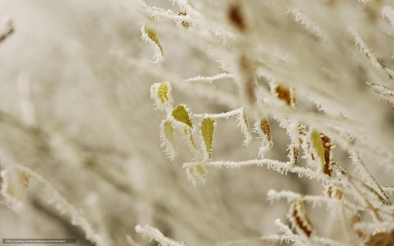 Frost-covered plant close-up