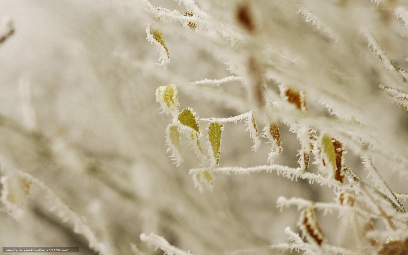 Frost-covered plant close-up
