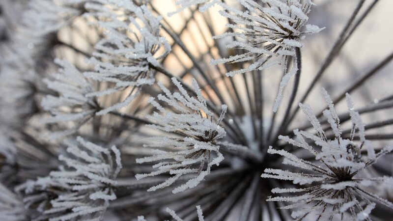 frost-covered plant details