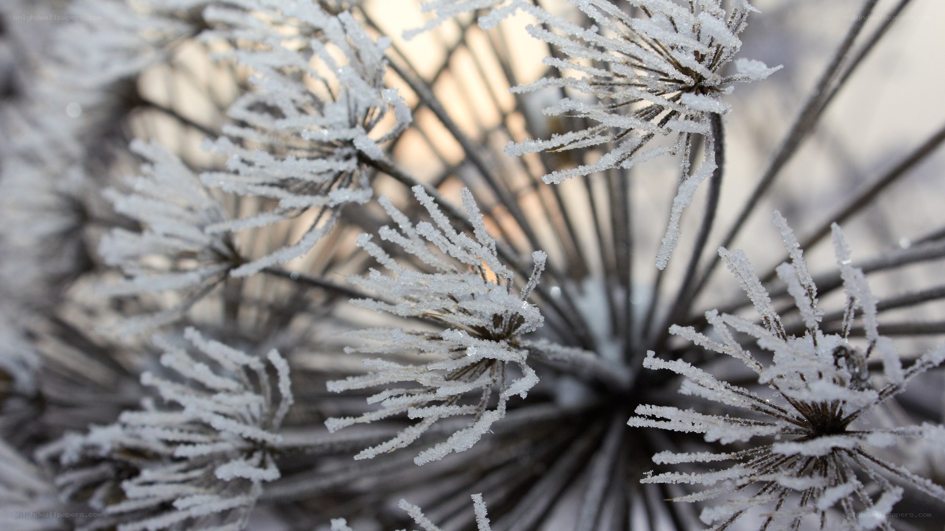 frost-covered plant details