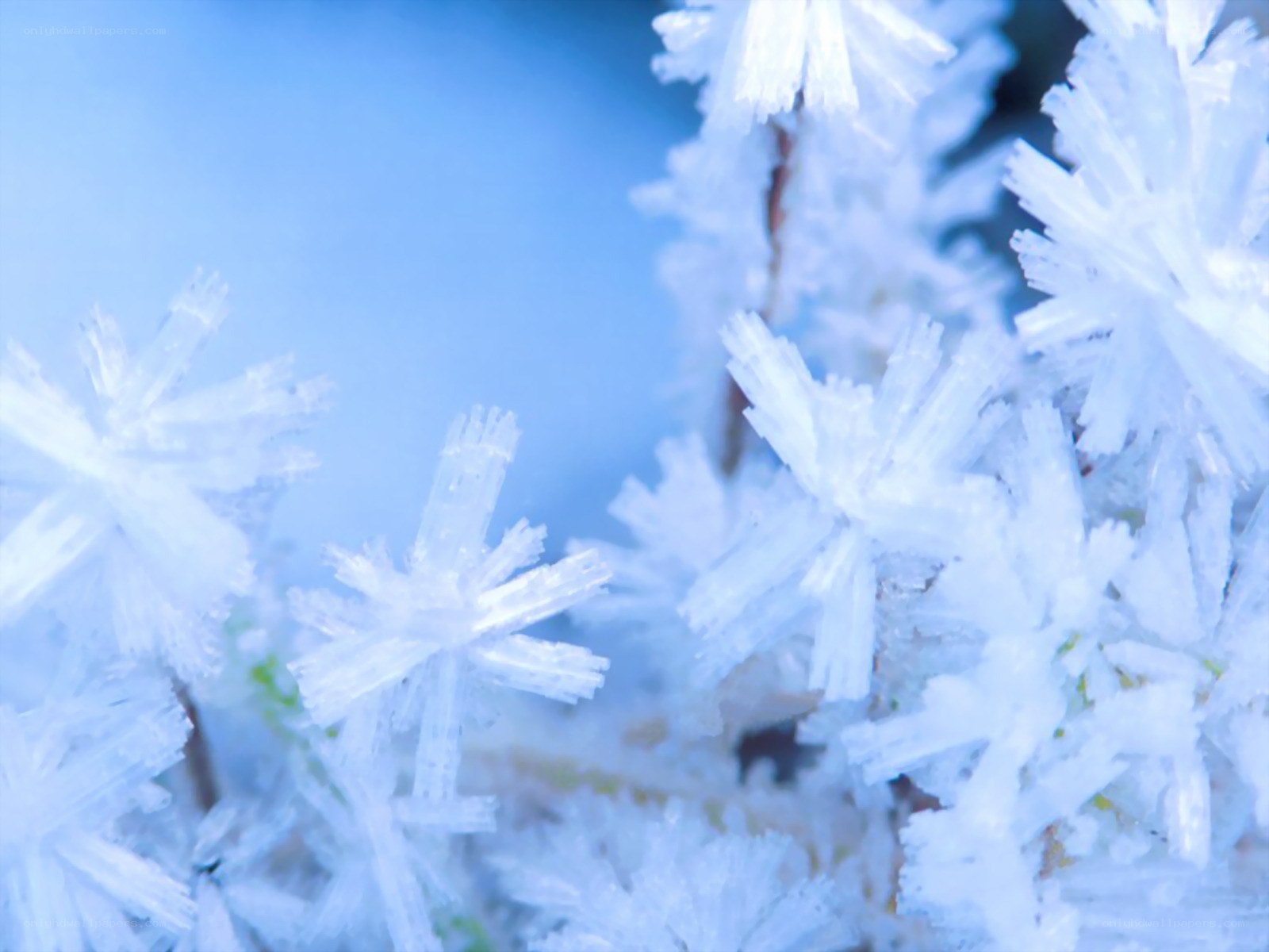 frost-covered plant details