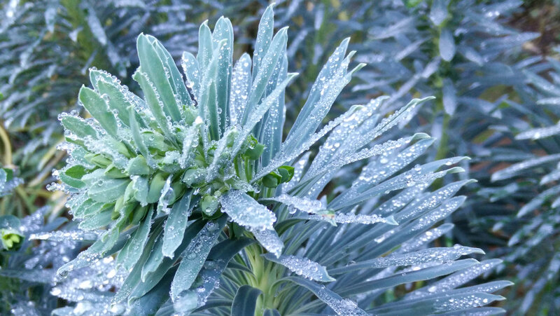 Frost-covered Plant — Green, Calm