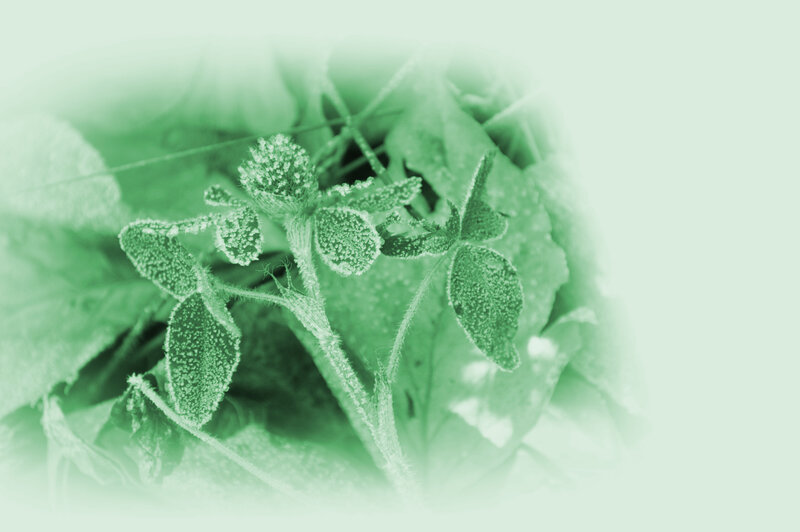 Frost-covered Plant — Green