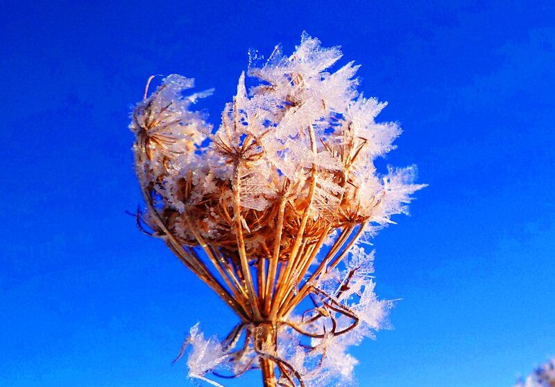 Frost-covered Plant Head