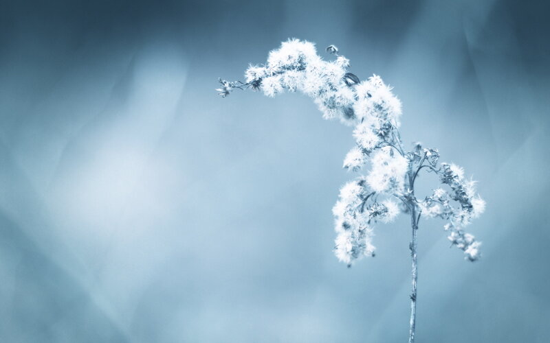 Frost-covered plant in blue light