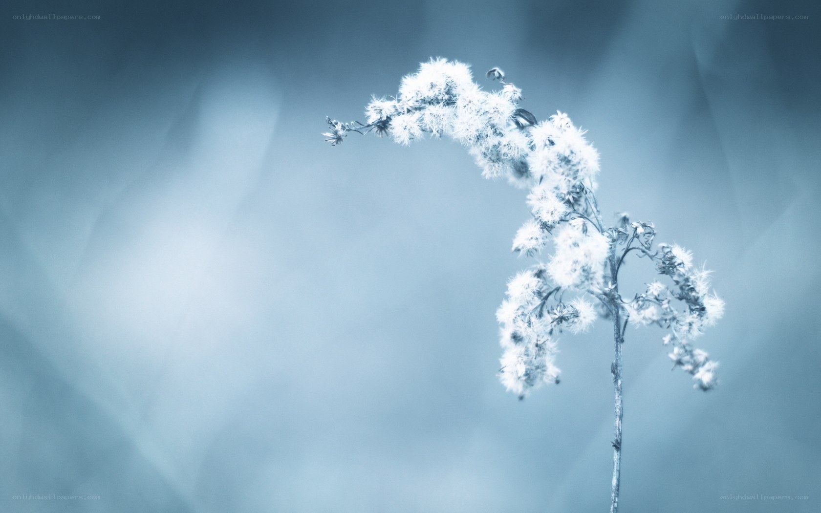 Frost-covered plant in blue light