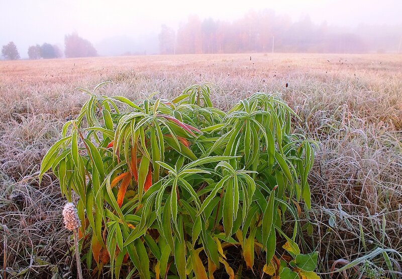 Frost-covered Plant in Field