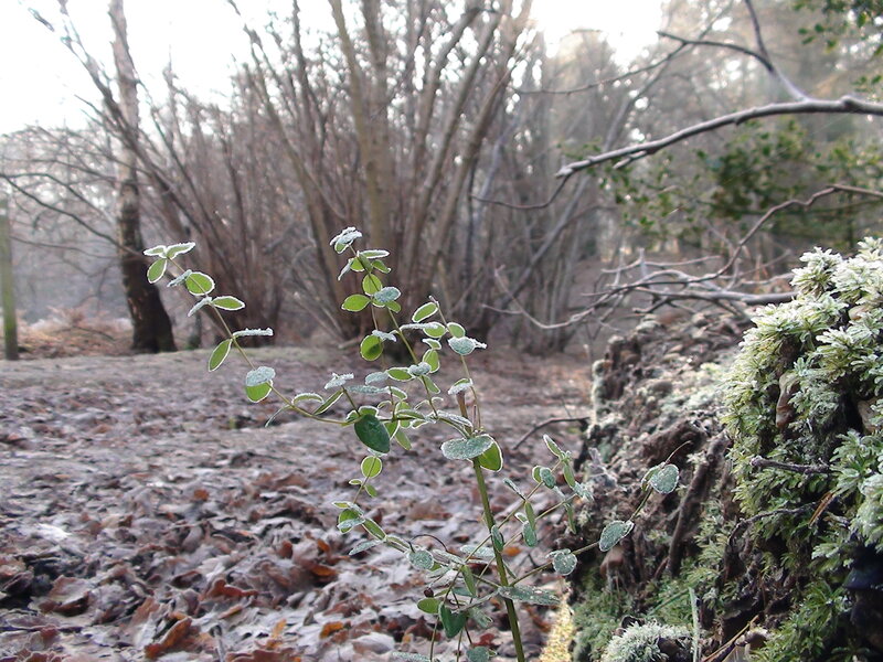Frost-covered Plant in Forest
