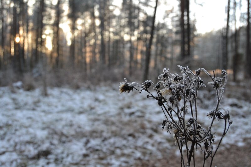 Frost-covered Plant in Forest — White, Serene