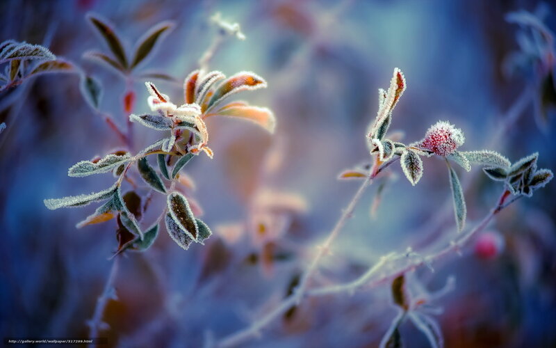 Frost-covered plant in morning light