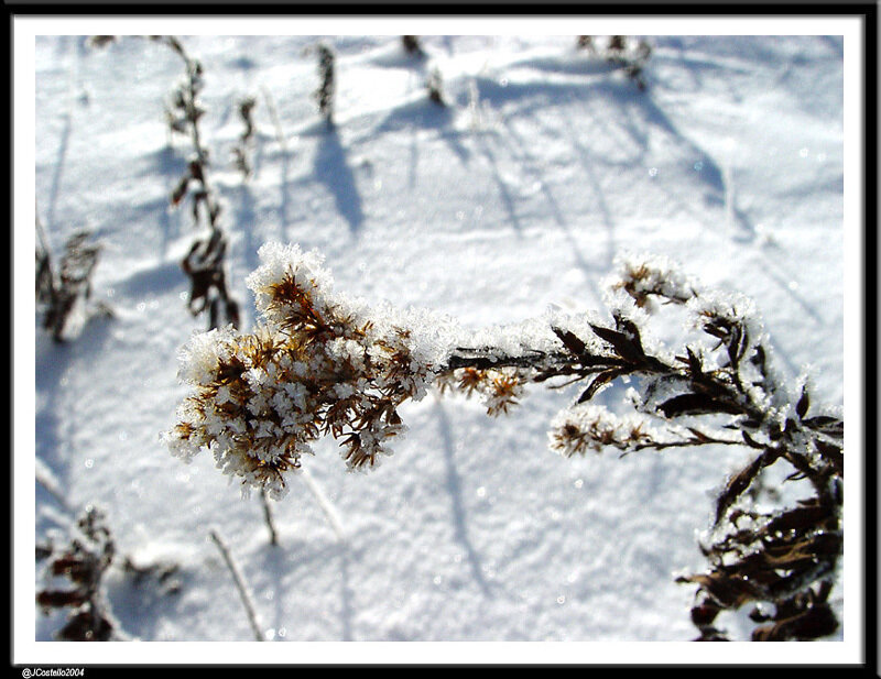 frost-covered plant in snow