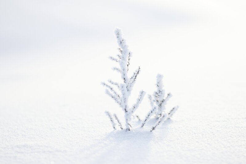 Frost-covered plant in snow