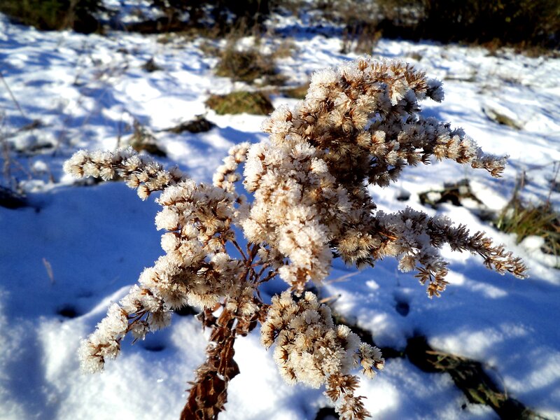 Frost-covered Plant in Snow — White